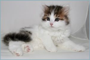 Male Siberian Kitten from Deedlebug Siberians